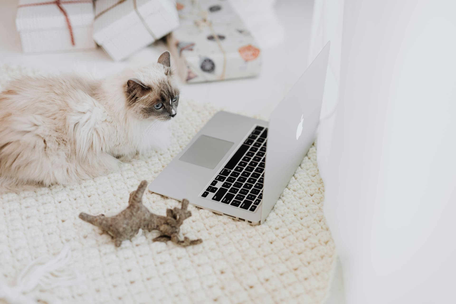 cat sitting on a desk next to a monitor