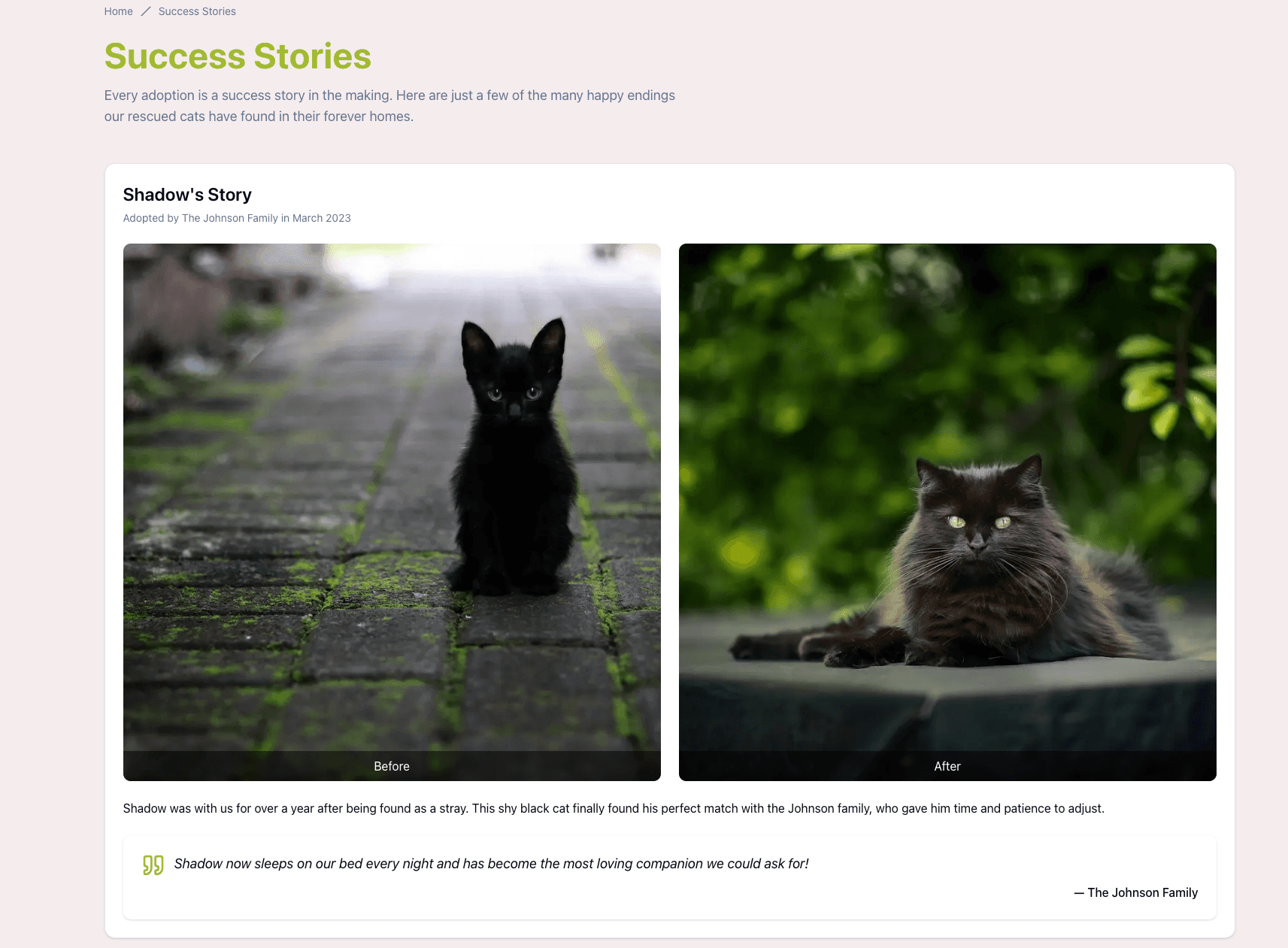 Cat rescue site — success stories and adoption highlights